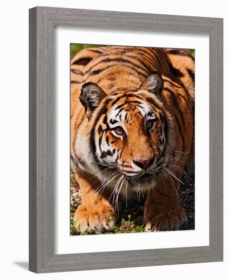 Bengal Tiger-Adam Jones-Framed Photographic Print