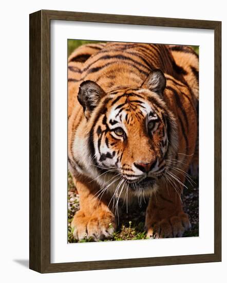 Bengal Tiger-Adam Jones-Framed Photographic Print