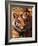 Bengal Tiger-Adam Jones-Framed Photographic Print