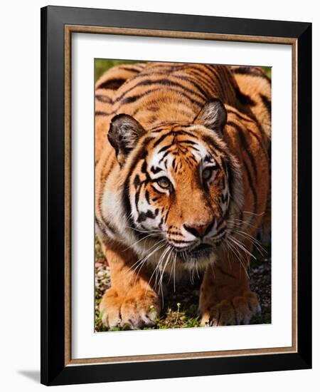 Bengal Tiger-Adam Jones-Framed Photographic Print