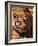 Bengal Tiger-Adam Jones-Framed Photographic Print