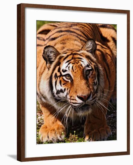 Bengal Tiger-Adam Jones-Framed Photographic Print
