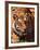 Bengal Tiger-Adam Jones-Framed Photographic Print