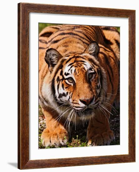 Bengal Tiger-Adam Jones-Framed Photographic Print