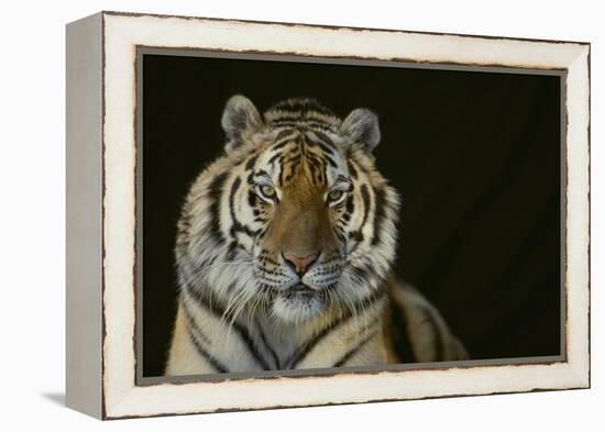 Bengal Tiger-DLILLC-Framed Premier Image Canvas