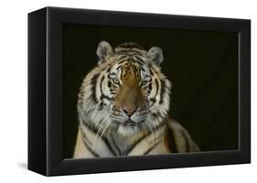 Bengal Tiger-DLILLC-Framed Premier Image Canvas