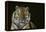 Bengal Tiger-DLILLC-Framed Premier Image Canvas