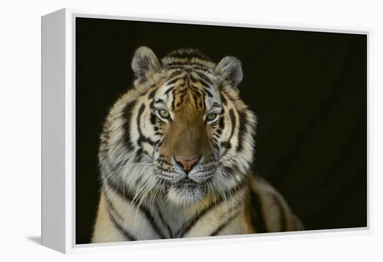 Bengal Tiger-DLILLC-Framed Premier Image Canvas