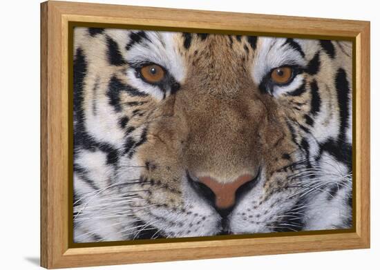 Bengal Tiger-DLILLC-Framed Premier Image Canvas