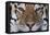 Bengal Tiger-DLILLC-Framed Premier Image Canvas