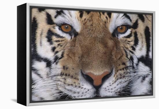 Bengal Tiger-DLILLC-Framed Premier Image Canvas