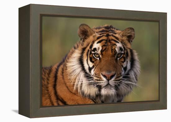 Bengal Tiger-DLILLC-Framed Premier Image Canvas