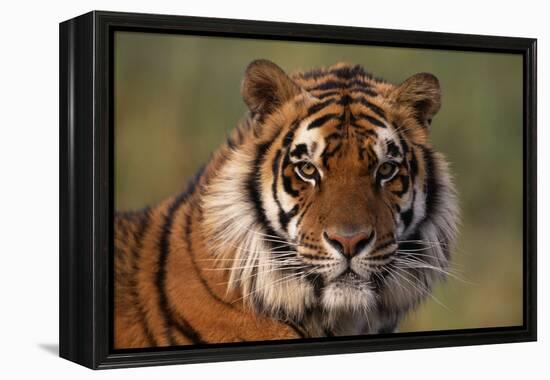 Bengal Tiger-DLILLC-Framed Premier Image Canvas