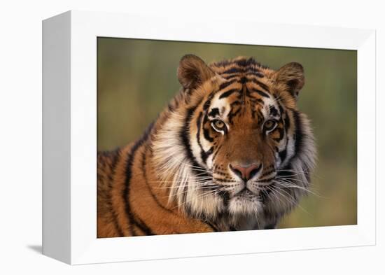 Bengal Tiger-DLILLC-Framed Premier Image Canvas