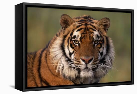 Bengal Tiger-DLILLC-Framed Premier Image Canvas