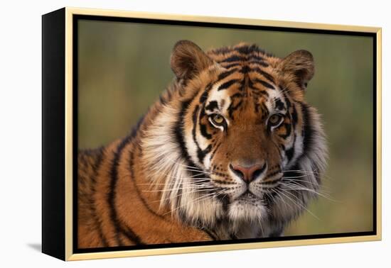 Bengal Tiger-DLILLC-Framed Premier Image Canvas