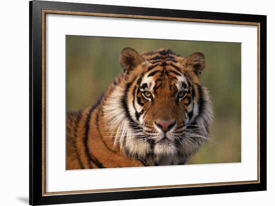 Bengal Tiger-DLILLC-Framed Premium Photographic Print