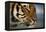 Bengal Tiger-DLILLC-Framed Premier Image Canvas