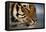 Bengal Tiger-DLILLC-Framed Premier Image Canvas