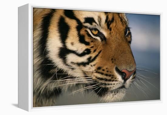 Bengal Tiger-DLILLC-Framed Premier Image Canvas