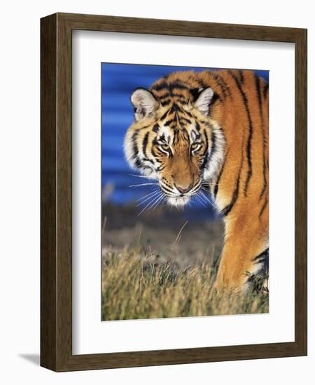 Bengal Tiger-W. Perry Conway-Framed Photographic Print