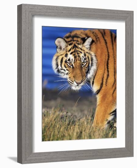 Bengal Tiger-W. Perry Conway-Framed Photographic Print