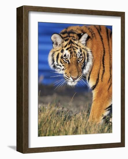 Bengal Tiger-W. Perry Conway-Framed Photographic Print