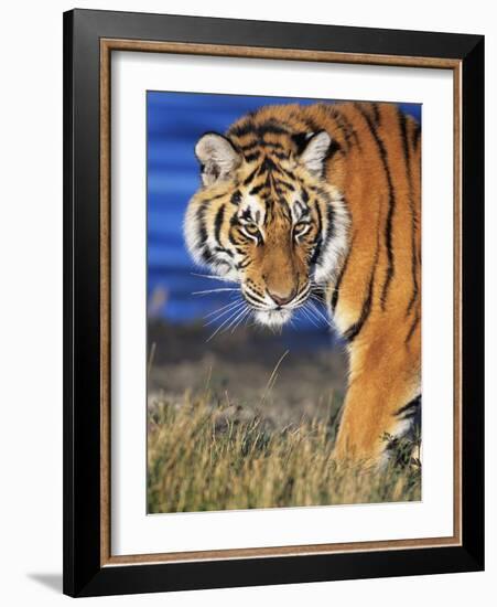 Bengal Tiger-W. Perry Conway-Framed Photographic Print