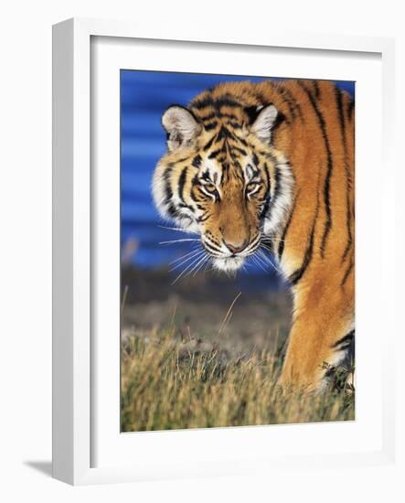 Bengal Tiger-W. Perry Conway-Framed Photographic Print