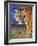 Bengal Tiger-W. Perry Conway-Framed Photographic Print