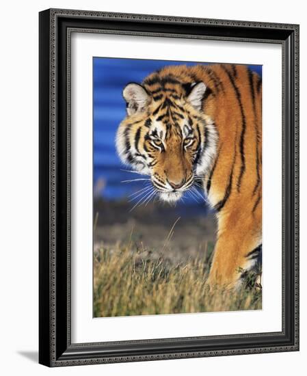 Bengal Tiger-W. Perry Conway-Framed Photographic Print