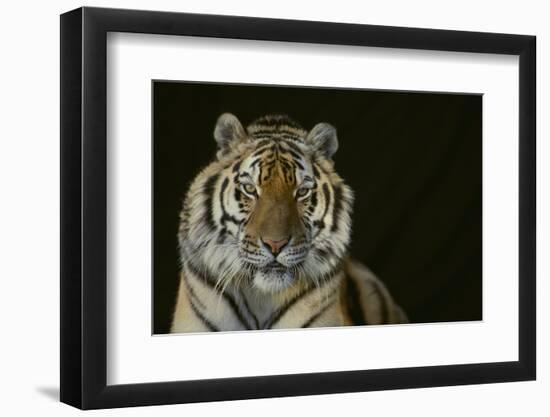 Bengal Tiger-DLILLC-Framed Photographic Print