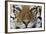 Bengal Tiger-DLILLC-Framed Photographic Print