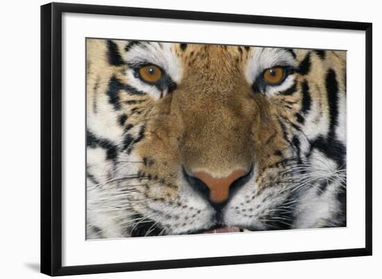 Bengal Tiger-DLILLC-Framed Photographic Print