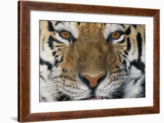 Bengal Tiger-DLILLC-Framed Photographic Print