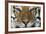 Bengal Tiger-DLILLC-Framed Photographic Print