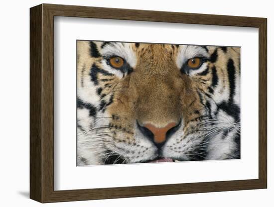 Bengal Tiger-DLILLC-Framed Photographic Print