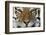 Bengal Tiger-DLILLC-Framed Photographic Print