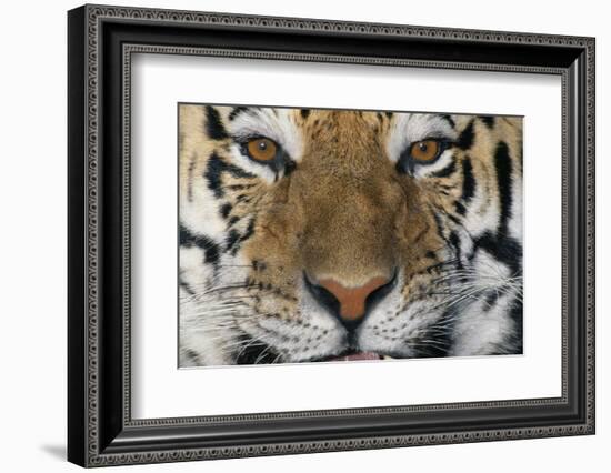 Bengal Tiger-DLILLC-Framed Photographic Print