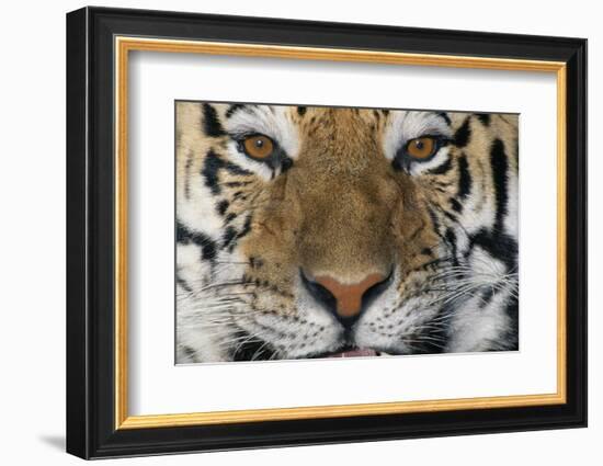 Bengal Tiger-DLILLC-Framed Photographic Print