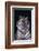 Bengal Tiger-DLILLC-Framed Photographic Print