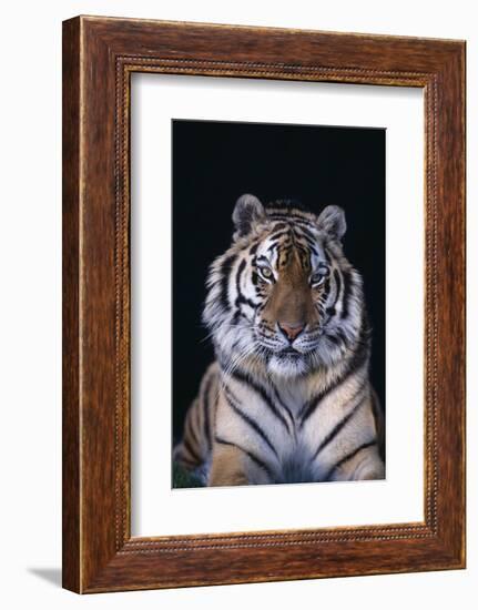 Bengal Tiger-DLILLC-Framed Photographic Print