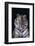 Bengal Tiger-DLILLC-Framed Photographic Print