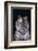 Bengal Tiger-DLILLC-Framed Photographic Print