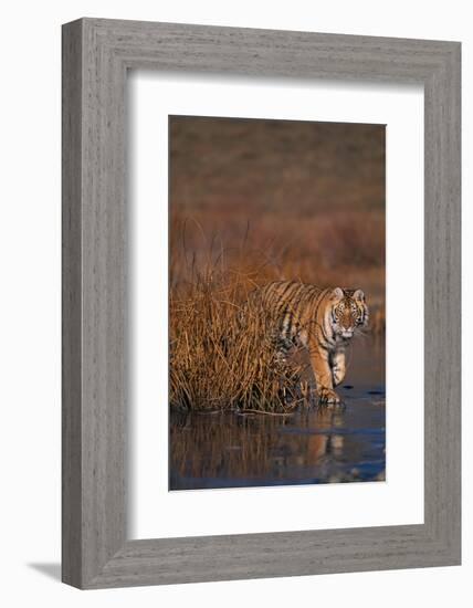 Bengal Tiger-DLILLC-Framed Photographic Print