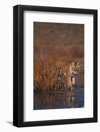 Bengal Tiger-DLILLC-Framed Photographic Print