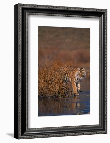 Bengal Tiger-DLILLC-Framed Photographic Print