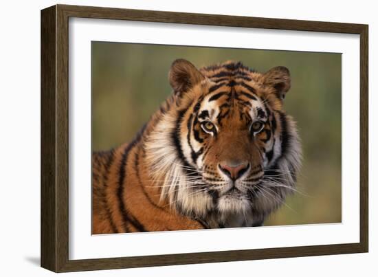 Bengal Tiger-DLILLC-Framed Photographic Print