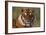 Bengal Tiger-DLILLC-Framed Photographic Print