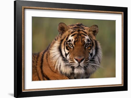 Bengal Tiger-DLILLC-Framed Photographic Print